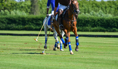 Wall Mural - The polo player to hit polo ball