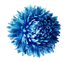 Blue  Aster Flower Isolated On White Background With Clipping Path.  Closeup No Shadows.  Nature.