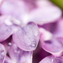 Lilac Flowers With Drops Of Water