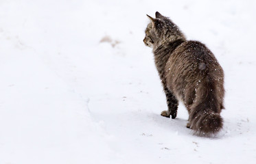 Wall Mural - Cat walks in the snow in winter