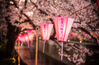 満開の桜とやわらかな明かりを灯す目黒川桜まつりの提灯 / The lanterns of the 