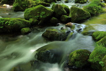 Wall Mural - 苔むした清流　Clear current of summer