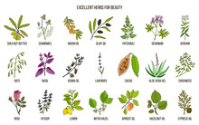 Best Herbs For Beauty Care