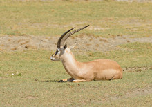 Closeup Of Grant's Gazelle (scientific Name: Gazella Granti, Robertsi Or "Swala Granti" In Swaheli) Resting In The Ngorogoro National Park, Tanzania
