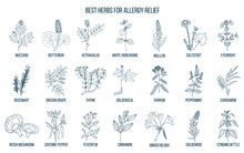Best herbs for allergy relief