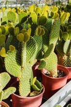 Cacti Plantation In Nursery, Opuntia Microdasys Close Up
