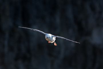 Sticker - northern fulmar, fulmarus glacialis, Faroe island