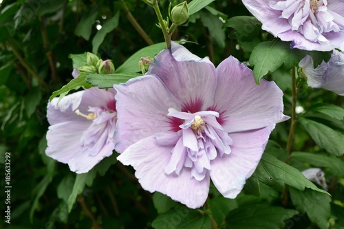 ムクゲ大徳寺祇園守 薄紫の花アップ Buy This Stock Photo And Explore Similar Images At Adobe Stock Adobe Stock