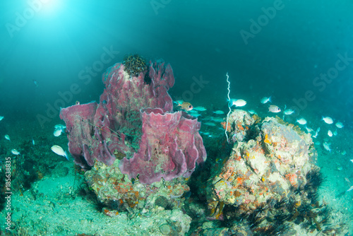 Get Wonderful And Beautiful Underwater World With Ccoral Reef Free Wallpaper Wonderful And Beautiful Underwater World With Ccoral Reef HD