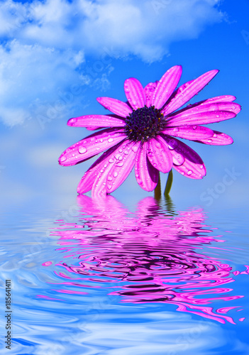 flor reflejada en el agua