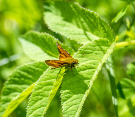 Wall Mural - Small skipper butterfly closeup