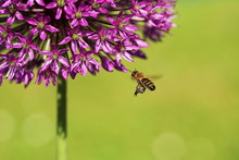 Biene Im Anflug / Bee And Flower