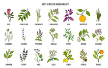 Best Herbs For Aromatherapy