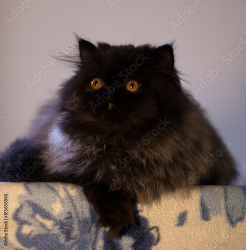 black smoke persian kitten