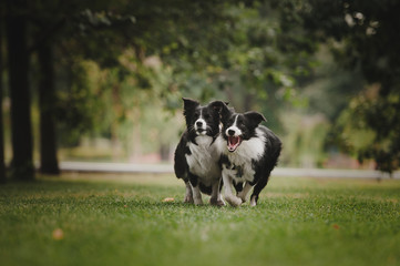 Two border collies running