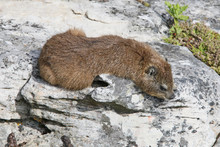 The Rock Hyrax (Procavia Capensis), Also Called Rock Badger And Cape Hyrax