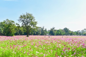 Pink Cosmos Flowers Field Blooming Under Blue Skies