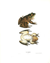 Illustration Of A Frog