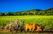 HDR - Feldarbeiter mir seinem Ochsengespann am Zuckerrohrfeld in Santa Clara Cuba - Serie Cuba Reportage
