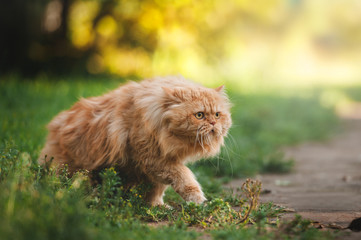 Walking persian cat