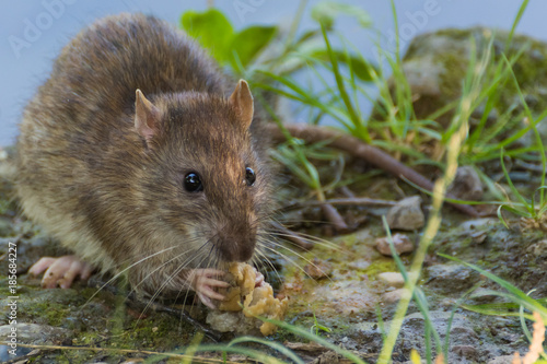 Fotomural A Cute Brown Rat Enjoying Its Food