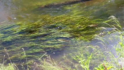 Wall Mural - The water in the river
