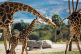 Fototapeta  - Giraffe family on a walk