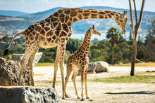 Giraffe Family On A Walk