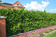 Beautiful house evergreen fence from thuja plants. Thuja occidentalis brabant and smaragd as green fences.