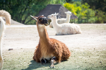 Beautiful lama sitting on the ground