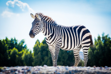 Beautiful zebra standing alone