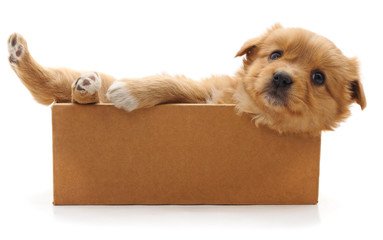 Sticker - Brown puppy in a box.