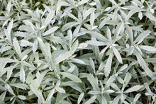 Silver Wormwood, Western Mugwort, Louisiana Wormwood, White Sagebrush, And Gray Sagewort - Artemisia Ludoviciana.