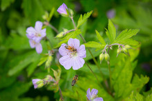 Honey Bee On A Flowering Wild Geranium, Spotted Geranium Or Wood Geranium - Geranium Maculatum.