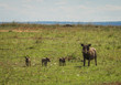 Warthogs in Masai Mara Nature Reserve in Kenya