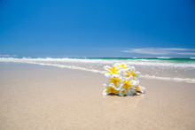 A Tropical Frangipani Flower On The Beach With Blue Sky