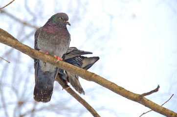 pair of doves on a branch