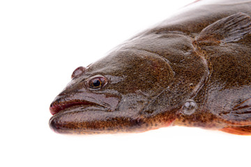 Halibut head features, on a white background