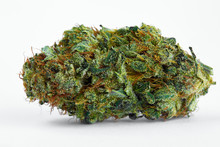 Close Up Of Prescription Medical Marijuana Flower Dutch Treat Strain On White Background