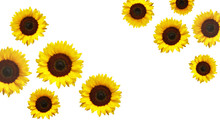 Isolated Yellow Sunflower Flowers On White Background