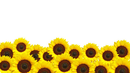 Isolated yellow sunflower flowers footer on white background