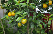 Calamondin Or Citrus Microcarpa. Local South East Asian Called It Limau Kasturi. Widely Cultivated In Philippines. 