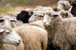 Breeding animals. Herd sheep. Cold autumn