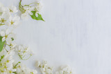 Fototapeta Mapy - White spring flowers on a light background