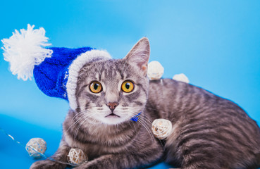 Grey tabby cat wearing blue New year hat  and covered with a garland on blue background