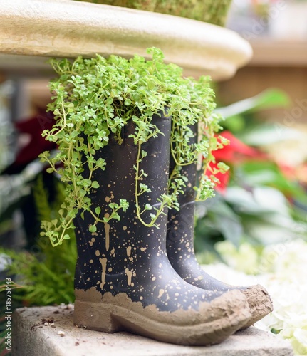 Muddy Rubber Boots Used As A Garden Planter Buy This Stock Photo