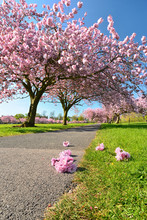 Cherry Blossom On The Stray, Harrogate, Yorkshire