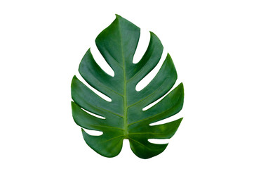 Wall Mural - Monstera leaves leaves with Isolate on white background Leaves on white