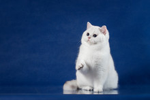 British White Shorthair Playful Cat With Magic Blue Eyes, Britain Kitten Sitting On Blue Background With Reflection, Copy Space For Text