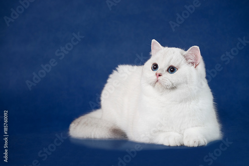 British White Shorthair Young Cat With Magic Blue Eyes Britain